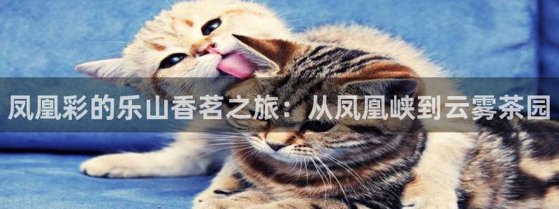 壹号娱乐体育在线注册：凤凰彩的乐山香茗之旅：从凤凰峡到云雾茶园