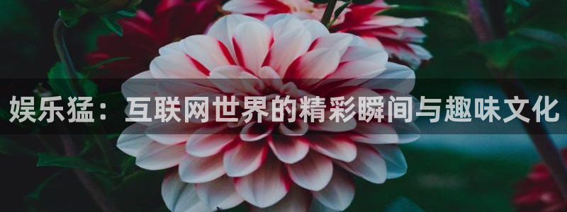 壹号娱乐体育代理申请流程：娱乐猛：互联网世界的精彩瞬间与趣味文化